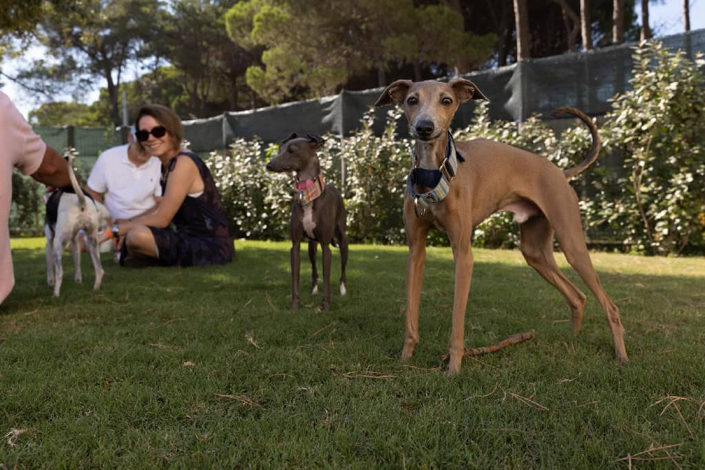 Dog trainer